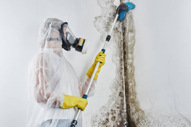 Best Emergency Mold Removal  in Trooper, PA