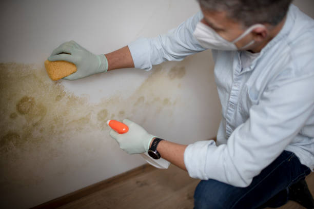 Best Professional Mold Removal  in Trooper, PA
