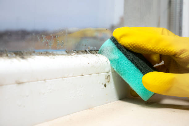 Best Mold Damage Repair  in Trooper, PA