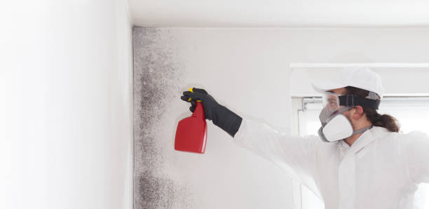 Best Toxic Mold Removal  in Trooper, PA