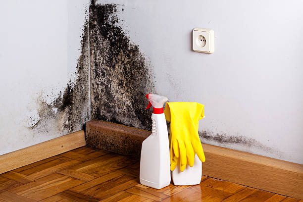 Best Toxic Mold Removal  in Trooper, PA